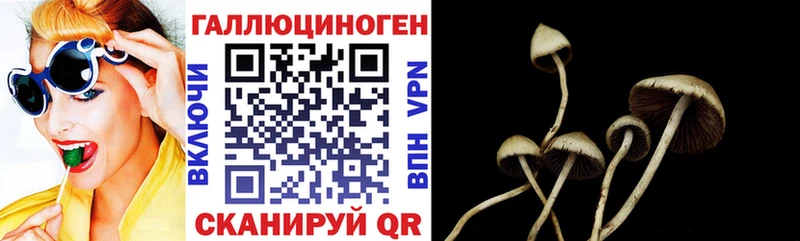 Купить  Мценск  Галлюциногенные грибы Psilocybe 